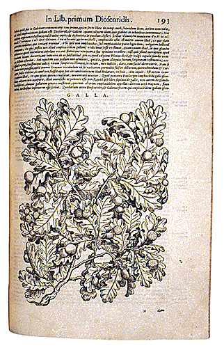 P.A. Mattioli. Una tavola di botanica dei "Commentari a Dioscoride" in una edizione del 1583 stampata a Venezia